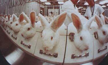 50 самых крупных разочарований от тестов на животныx